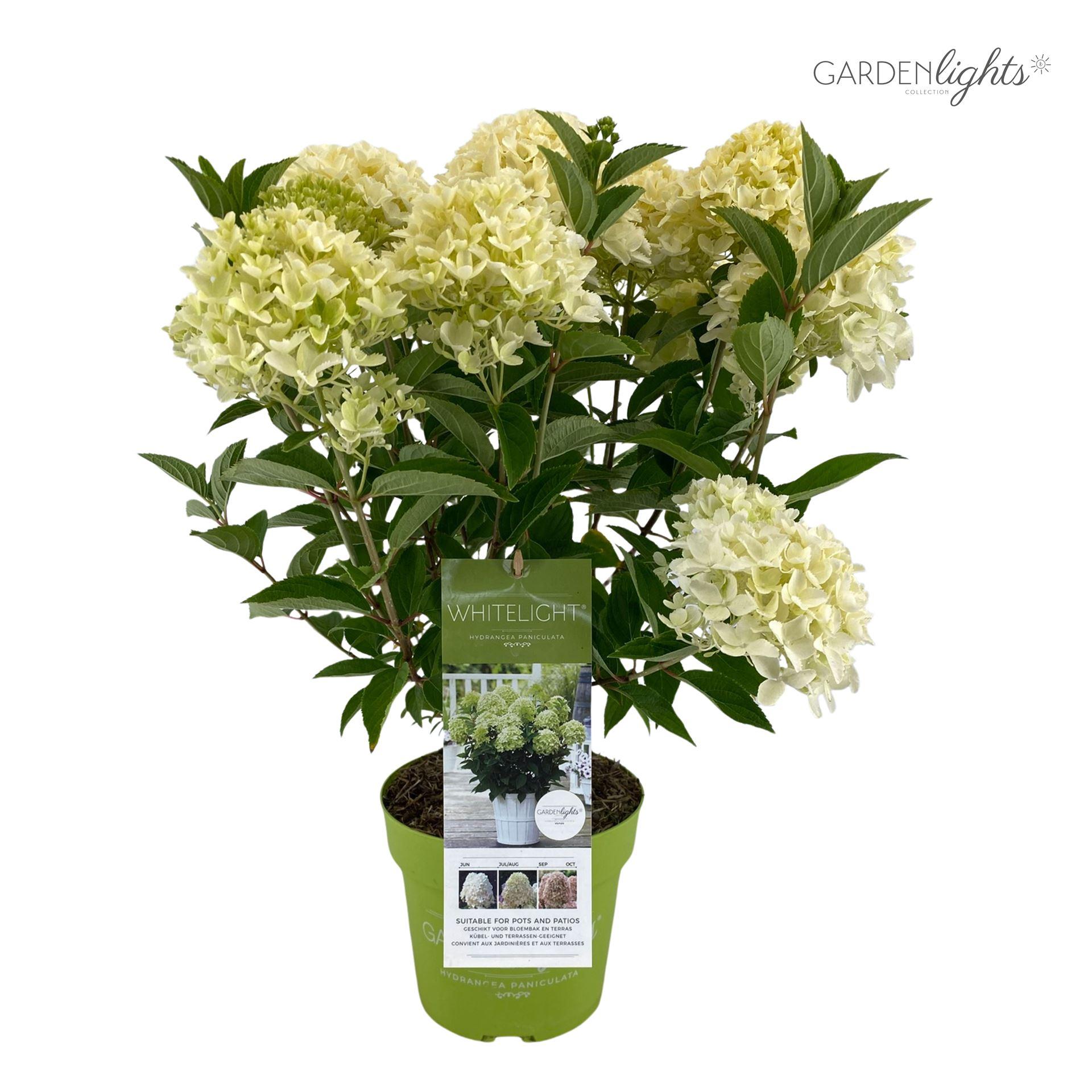 Hydrangea paniculata Whitelight