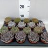 Echeveria gemengd
