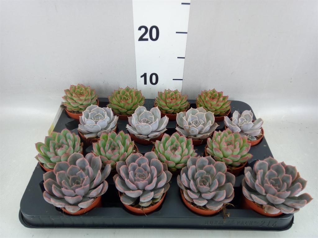 Echeveria gemengd