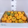 Siervruchten per stuk Cucurbita pepo 'Baby Boo'