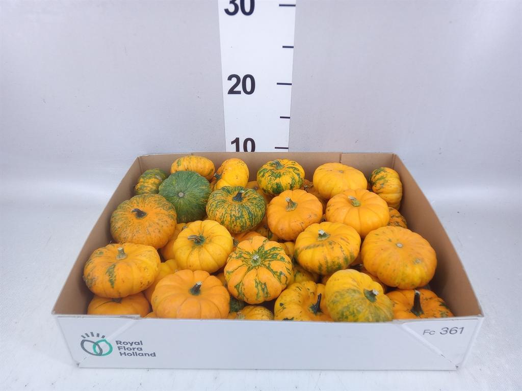 Siervruchten per stuk Cucurbita pepo 'Baby Boo'