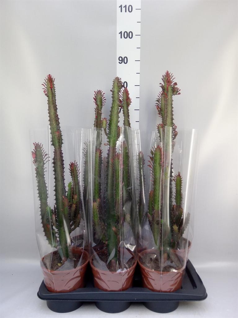 Euphorbia trigona 'Rubra'