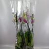 Phalaenopsis Wildcat