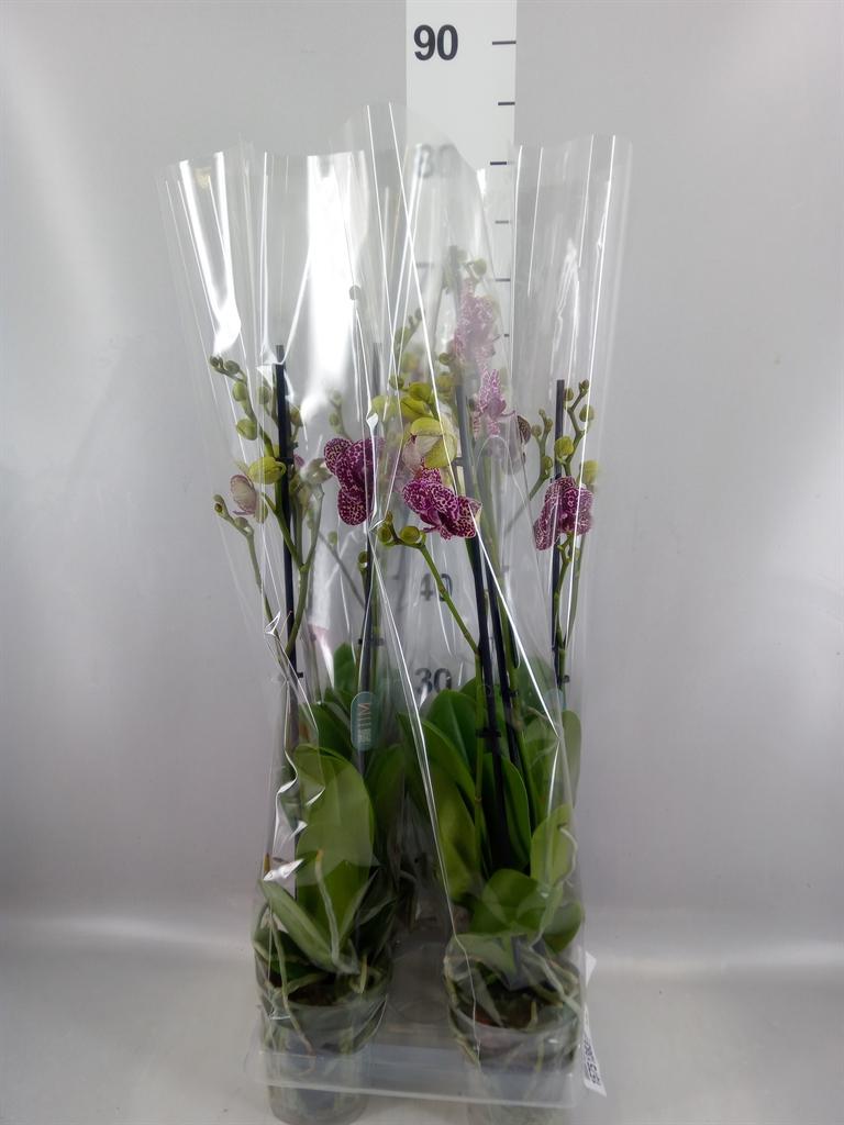 Phalaenopsis Wildcat