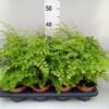Adiantum raddianum 'Fragrans'