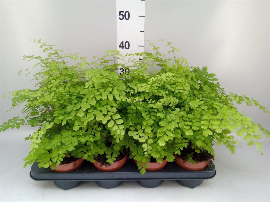Adiantum raddianum 'Fragrans'