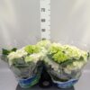 Hydrangea macrophylla 'Wudu'