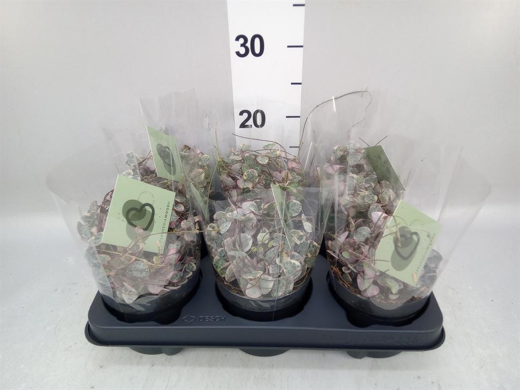 Ceropegia woodii 'Variegata'