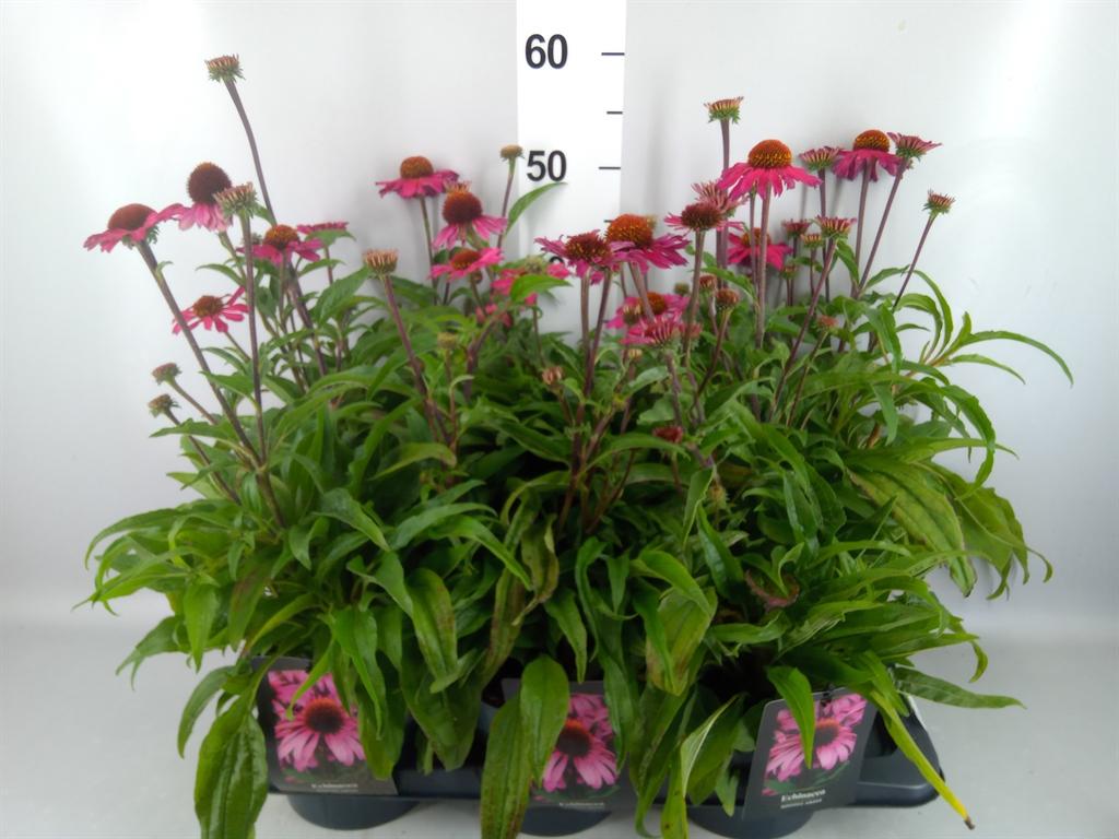Echinacea overig
