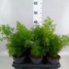 Asparagus umbellatus