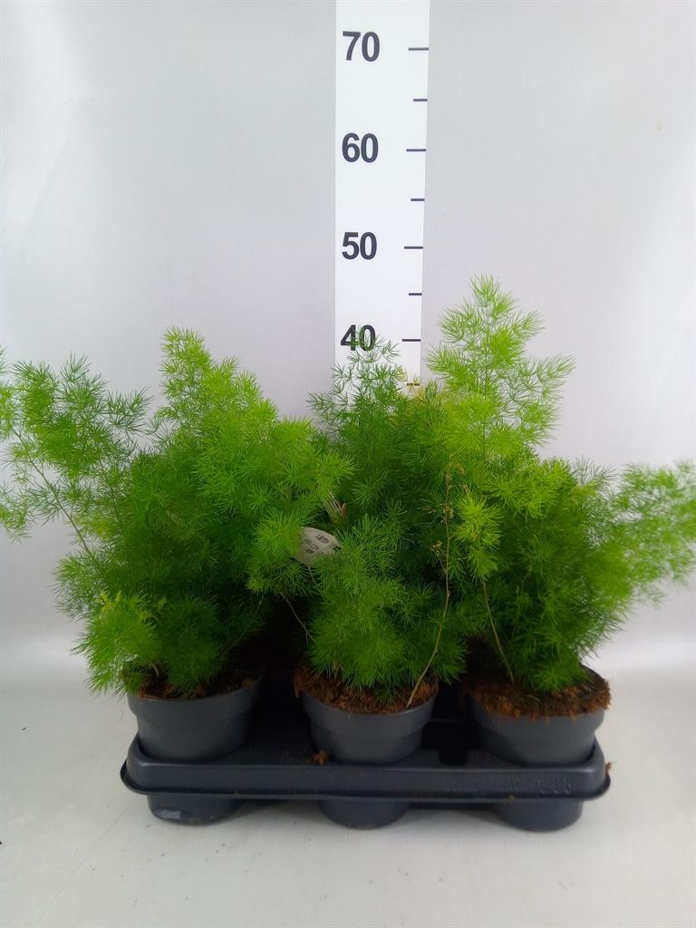 Asparagus umbellatus