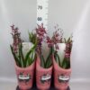 xBurrageara Barrocco Red