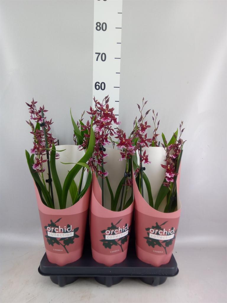 xBurrageara Barrocco Red