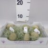 Arrangementen Tillandsia