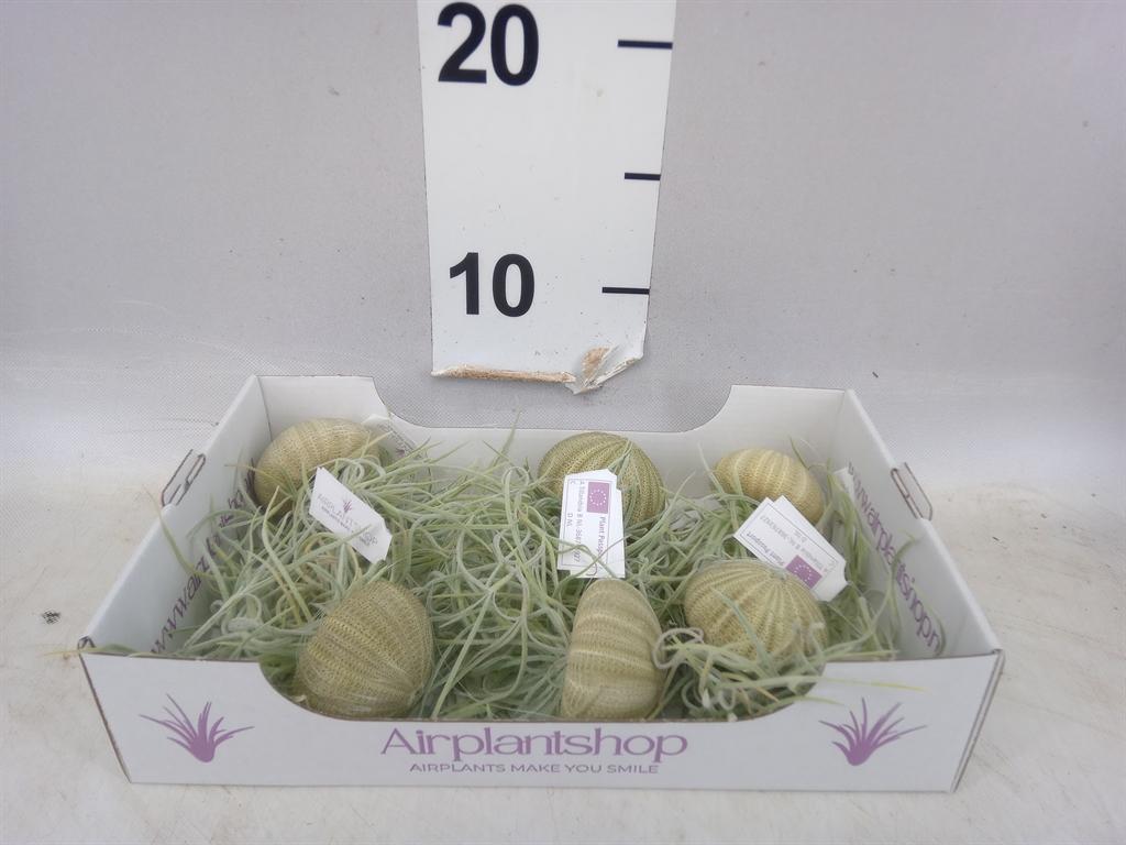 Arrangementen Tillandsia