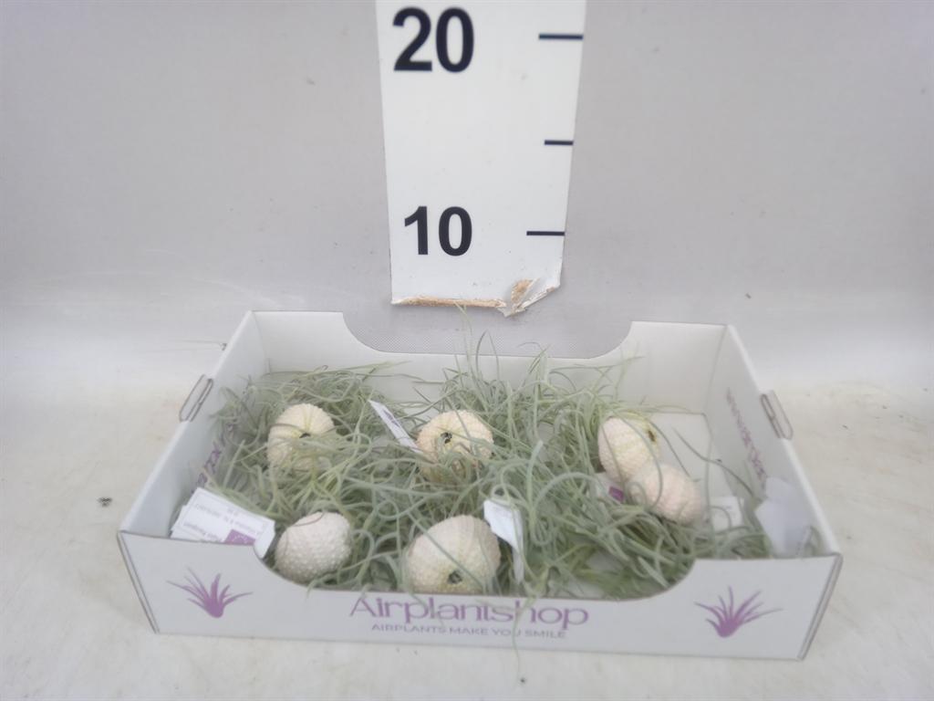 Arrangementen Tillandsia
