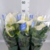 Anthurium Karma White
