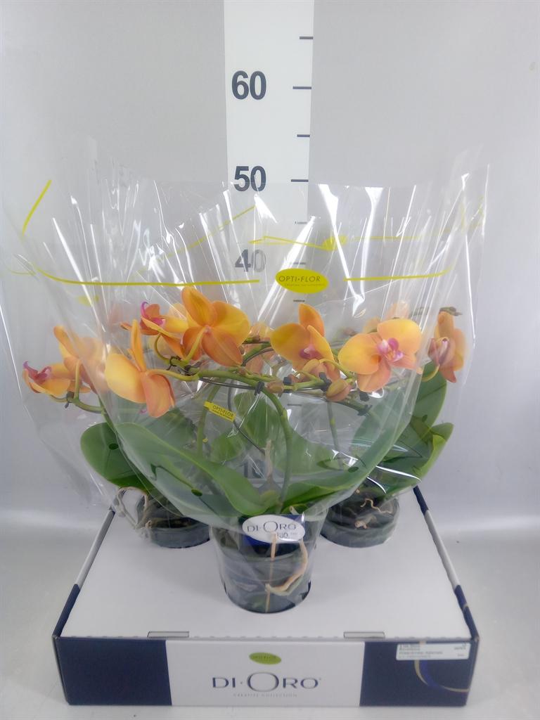 Phalaenopsis overig oranje
