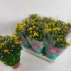 Chrysanthemum (Indicum Grp) Sunny Day