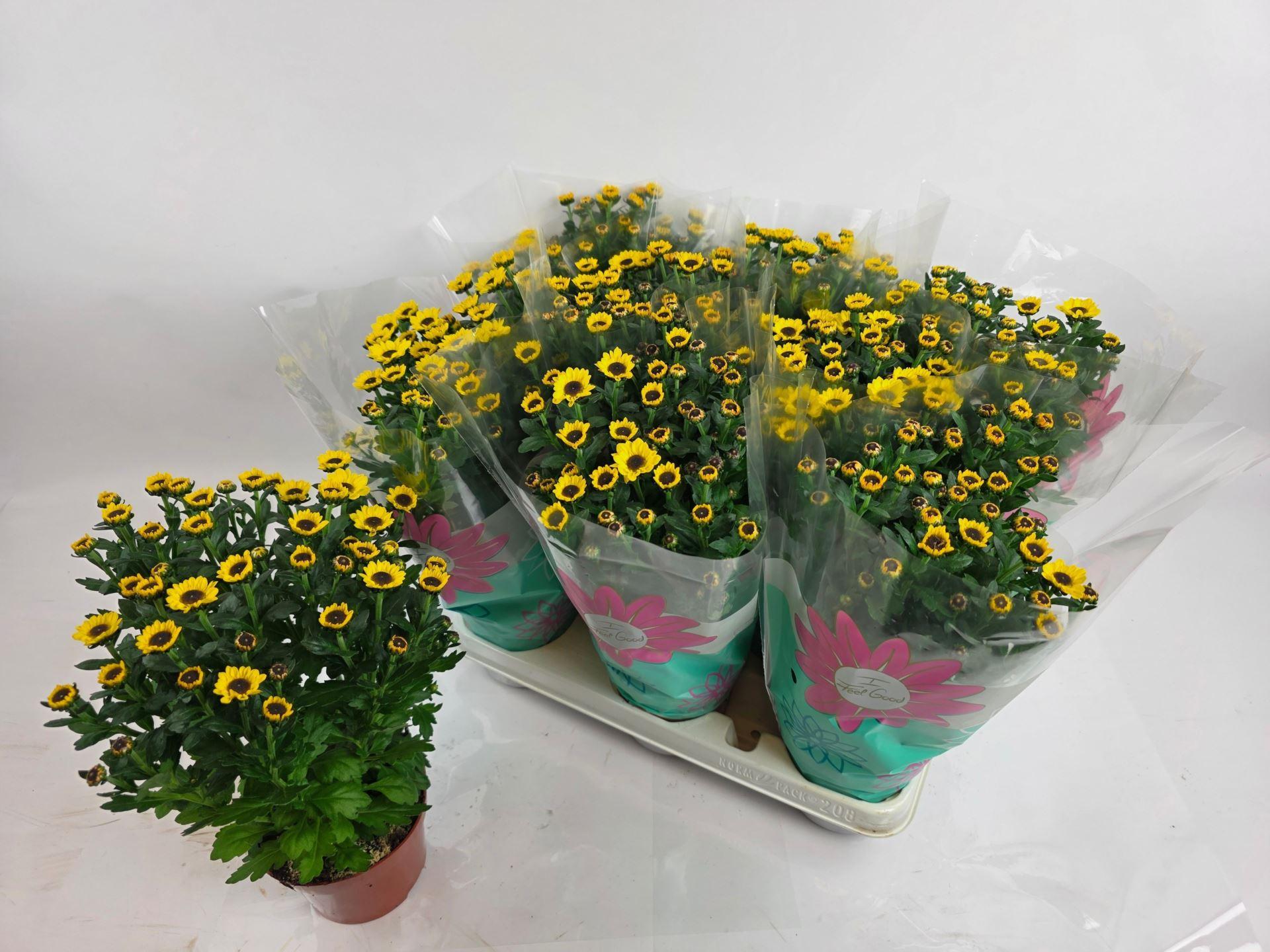 Chrysanthemum (Indicum Grp) Sunny Day