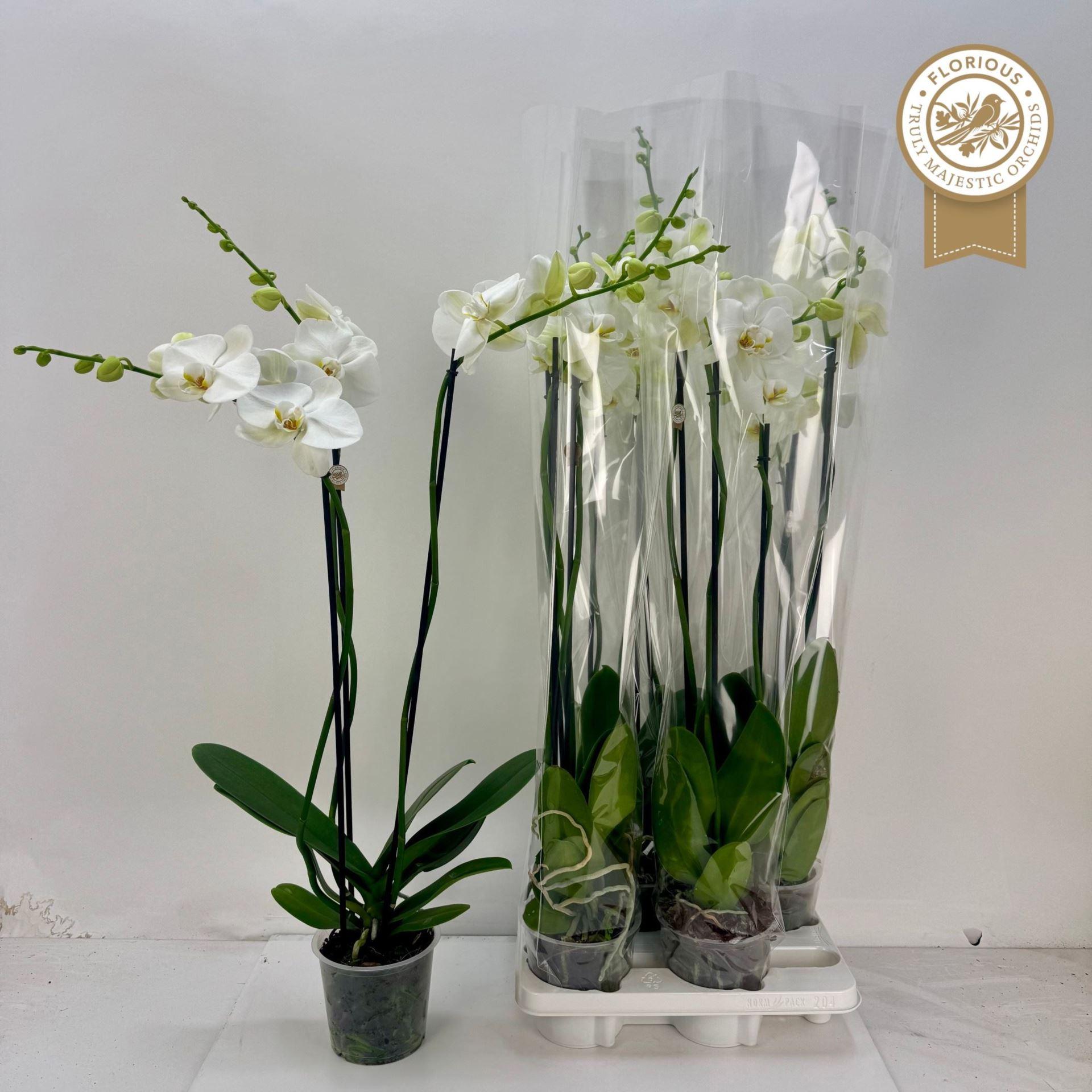 Phalaenopsis overig wit