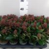 Skimmia japonica 'Rubella'