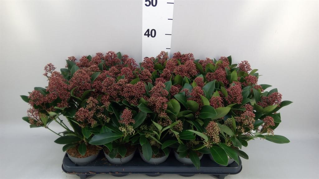 Skimmia japonica 'Rubella'