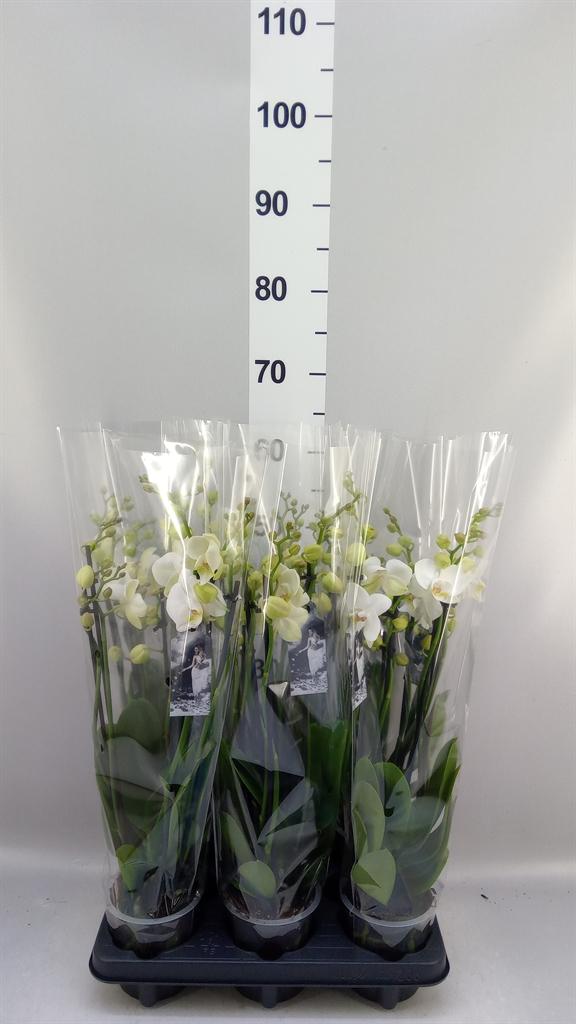Phalaenopsis overig wit