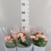Anthurium (Andreanum Grp) Spirit