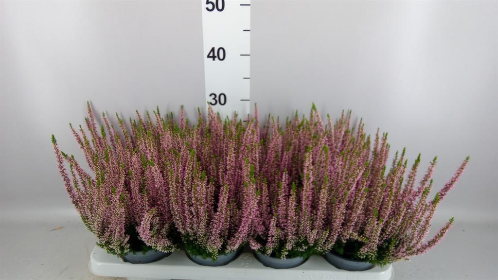 Calluna vulgaris Beauty Ladies Mia