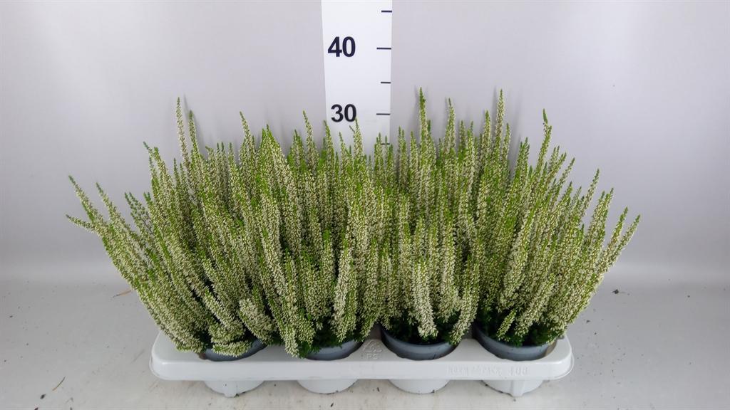 Calluna vulgaris Beauty Ladies Verenka