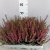 Calluna vulgaris Beauty Ladies Steffi