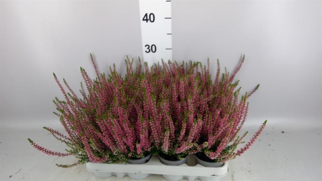Calluna vulgaris Beauty Ladies Steffi