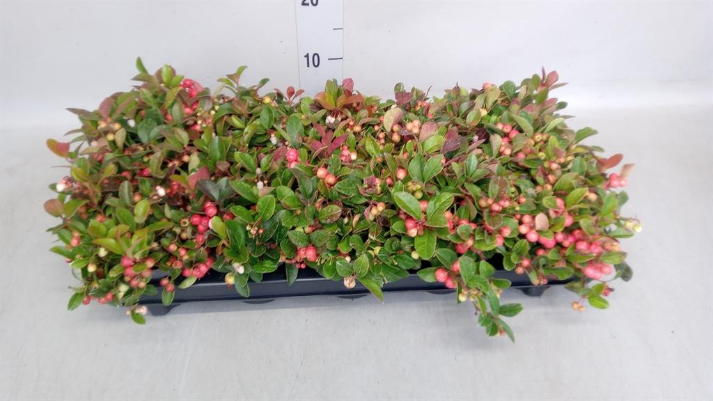 Gaultheria procumbens