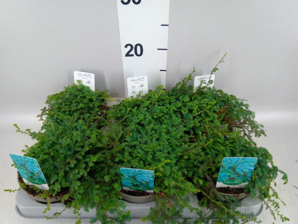 Selaginella uncinata 'Peacock'