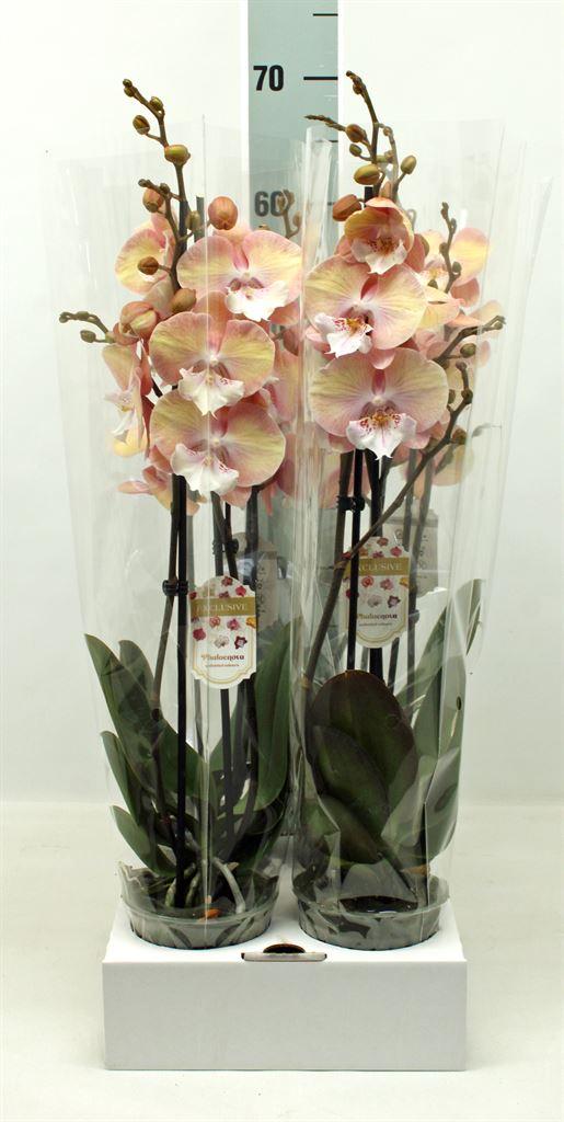 Phalaenopsis overig oranje