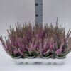 Calluna vulgaris Beauty Ladies Lynn