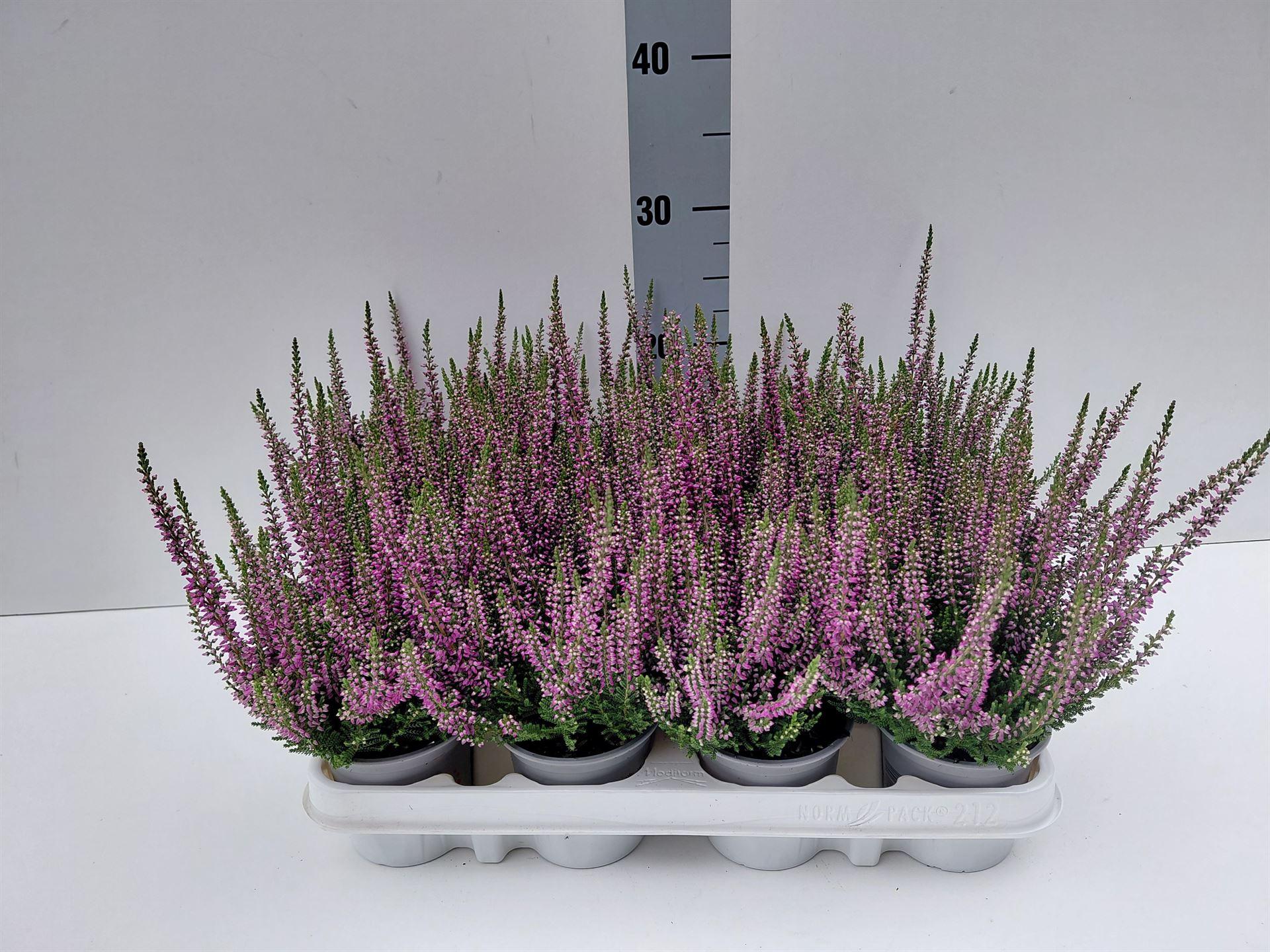 Calluna vulgaris Beauty Ladies Lynn