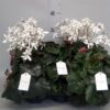 Saxifraga cortusifolia Dancing Pixies Thea