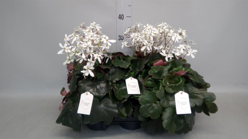 Saxifraga cortusifolia Dancing Pixies Thea