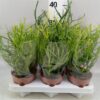 Euphorbia overig