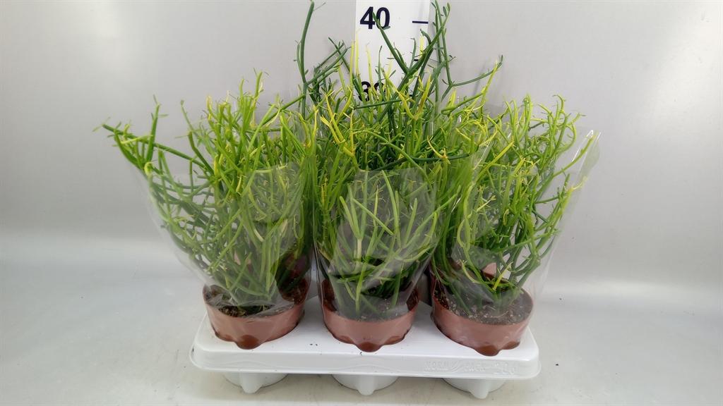 Euphorbia overig