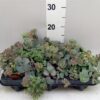 Sedum sieboldii