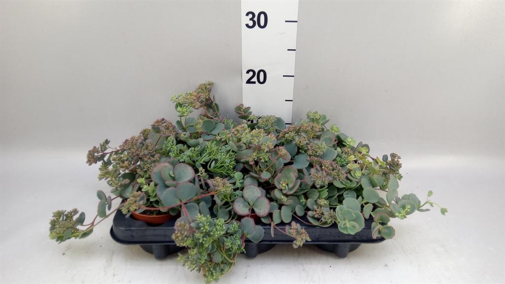 Sedum sieboldii