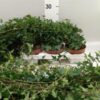 Hedera helix 'Shamrock'