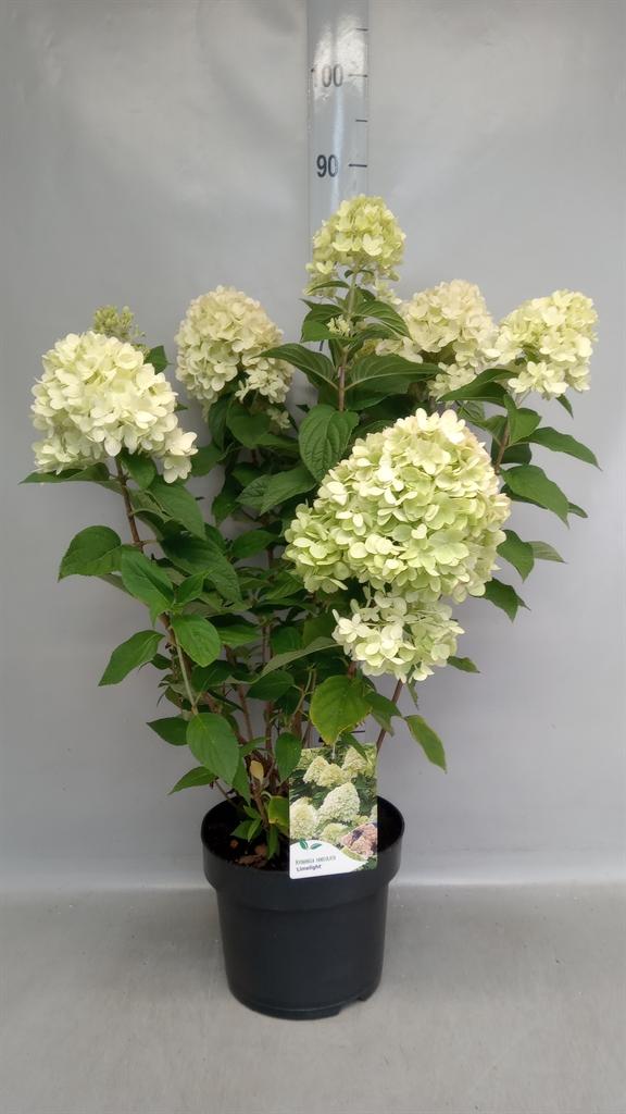 Hydrangea paniculata 'Limelight'