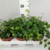 Hedera helix 'Lady Kay'