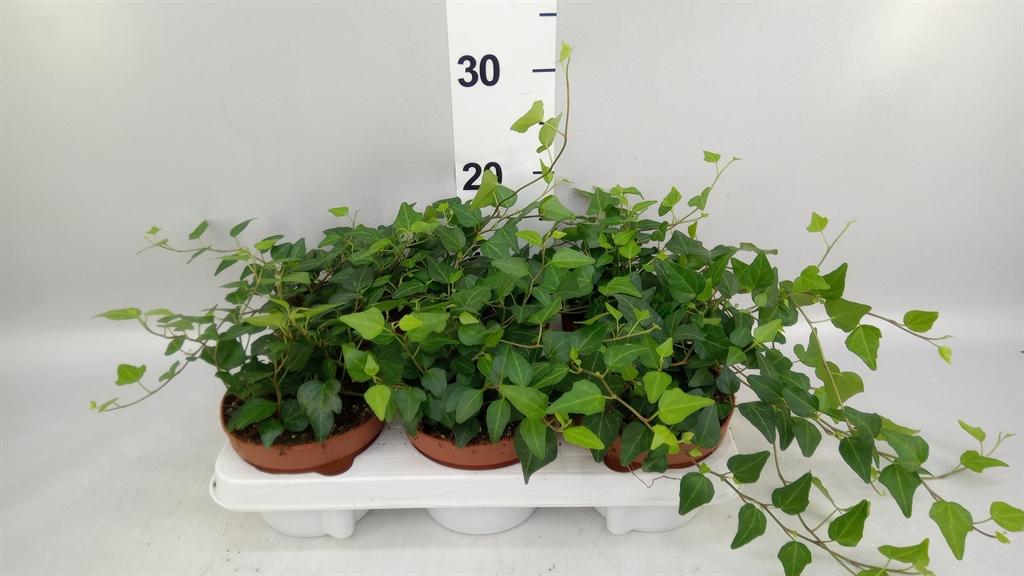 Hedera helix 'Lady Kay'