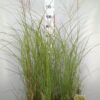 Miscanthus sinensis 'Kleine Silberspinne'