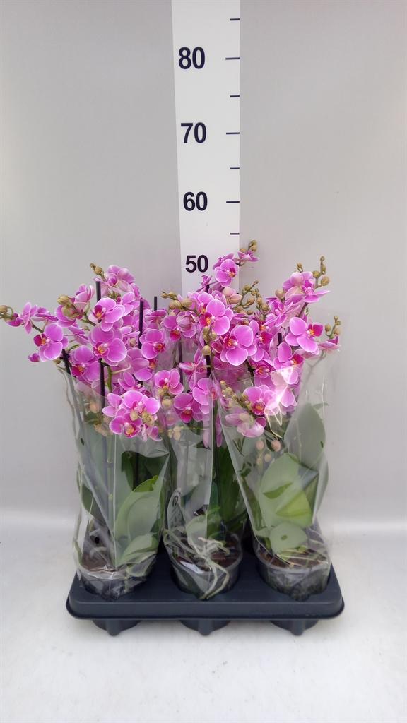 Phalaenopsis Multifloratypes Floriclone Friday Flirt